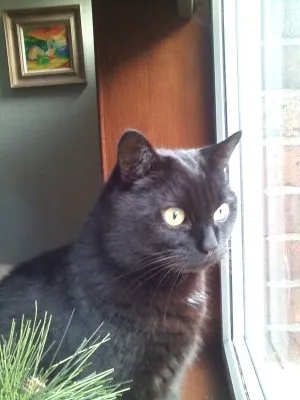 Vets4Pets - Carlisle Picture 1