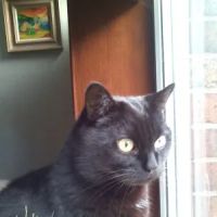 Vets4Pets - Carlisle ico