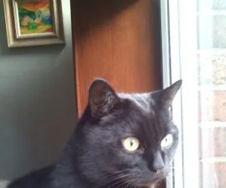 Vets4Pets - Carlisle