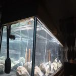 AC Aquatics