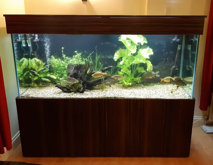 AC Aquatics Picture 7