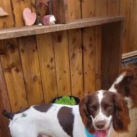 Pets at Home Consett ico