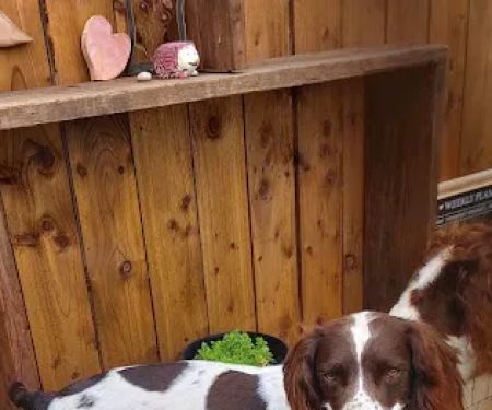 Pets at Home Consett