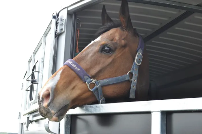 Bearl Equine Clinic Picture 1