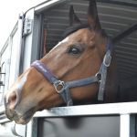 Bearl Equine Clinic