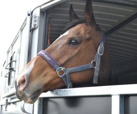 Bearl Equine Clinic