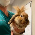 Orchard House Veterinary Services Ltd