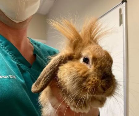 Orchard House Veterinary Services Ltd