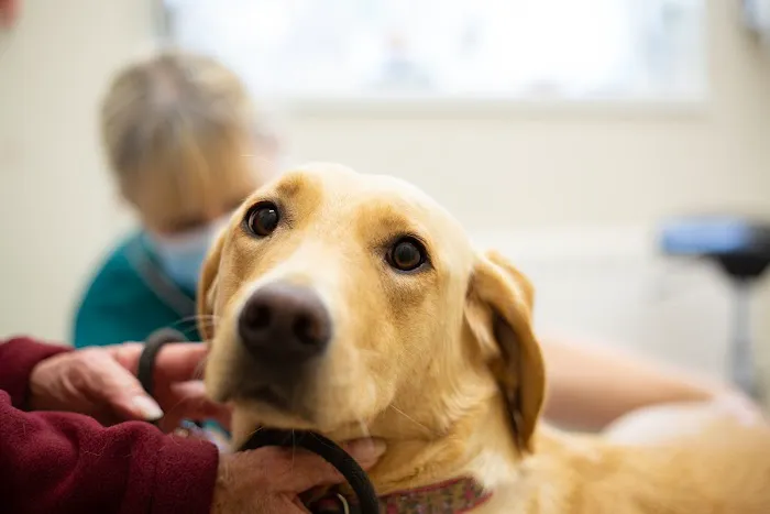Orchard House Veterinary Services Ltd Picture 3