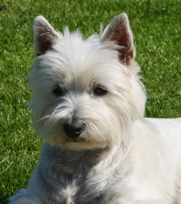 Paragon Veterinary Group Picture 6