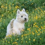 Paragon Veterinary Group