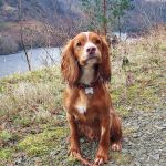 Vets4Pets Penrith
