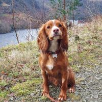 Vets4Pets Penrith ico