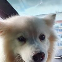 Veterinary Vision Limited ico