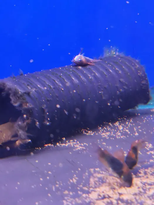 Maidenhead Aquatics Ponteland Picture 1