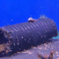 Maidenhead Aquatics Ponteland ico