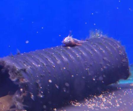 Maidenhead Aquatics Ponteland