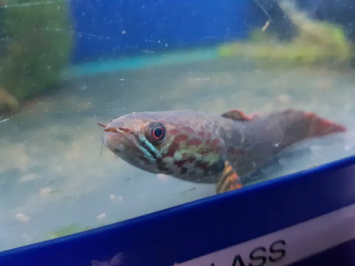 Maidenhead Aquatics Ponteland Picture 5