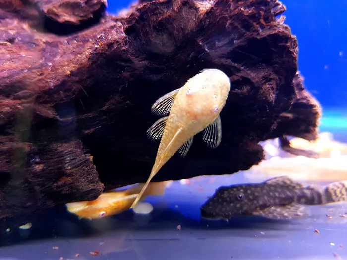 Maidenhead Aquatics Ponteland Picture 6