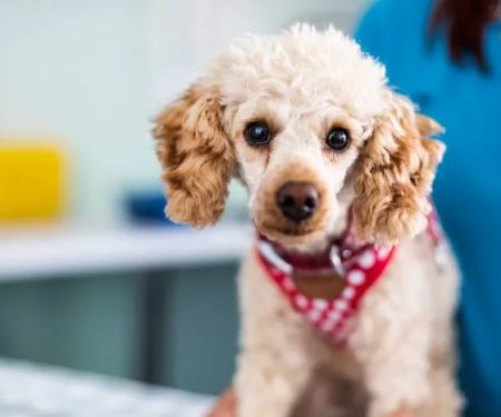 Tyne Veterinary Clinic