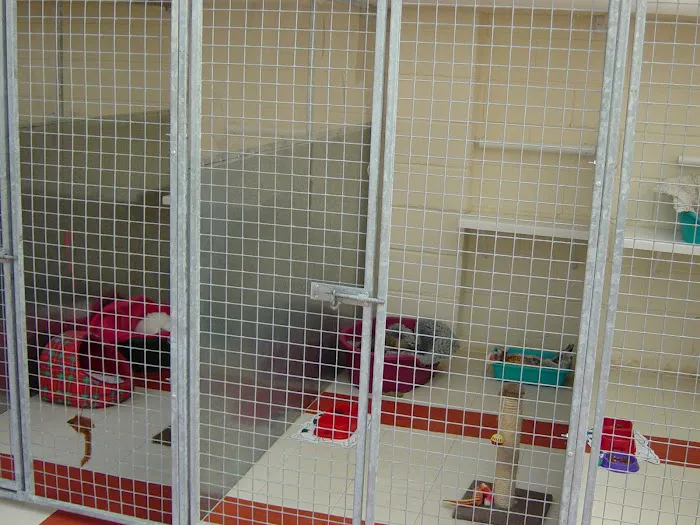 Sunny Meadows Cattery - Cattery in Ryton Picture 3