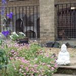 Sunny Meadows Cattery - Cattery in Ryton