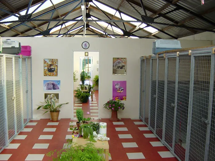 Sunny Meadows Cattery - Cattery in Ryton Picture 6