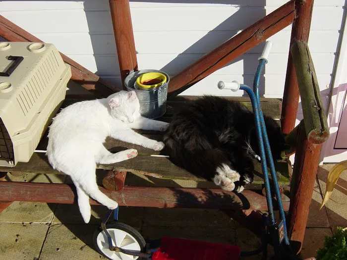 Sunny Meadows Cattery - Cattery in Ryton Picture 7