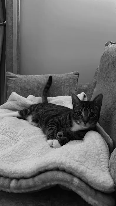 Birchtree Cattery Picture 5