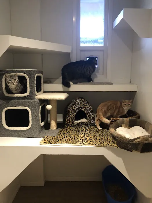 Birchtree Cattery Picture 2