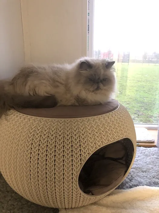 Birchtree Cattery Picture 10