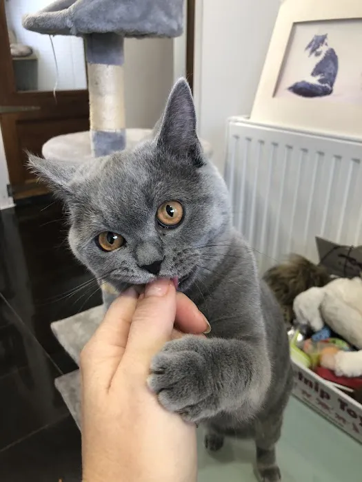 Birchtree Cattery Picture 8