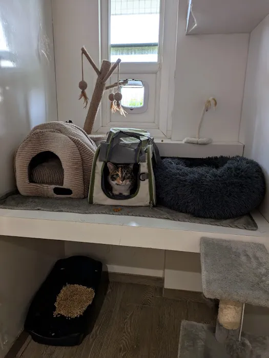Birchtree Cattery Picture 1