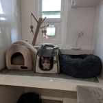 Birchtree Cattery