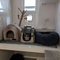 Birchtree Cattery ico