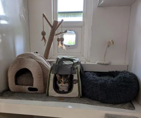 Birchtree Cattery