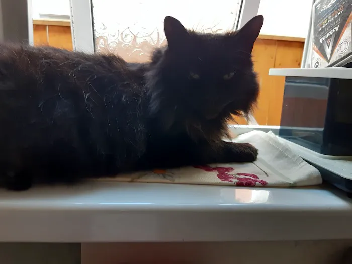 Doorstep Vet Picture 2