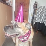 Sore Paws Veterinary Clinic Winlaton