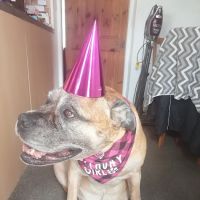 Sore Paws Veterinary Clinic Winlaton ico