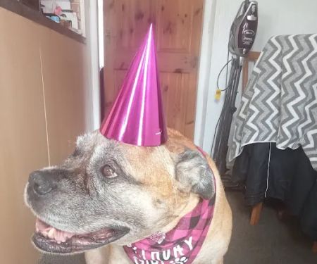 Sore Paws Veterinary Clinic Winlaton