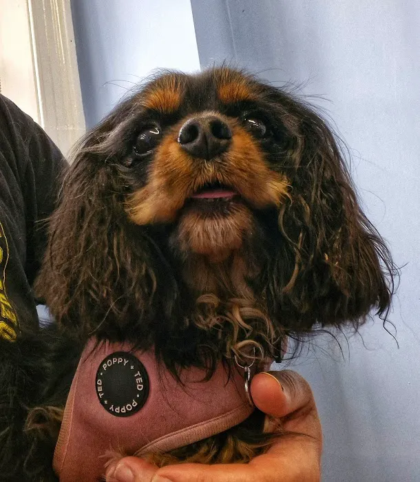 Sore Paws Veterinary Clinic Winlaton Picture 7