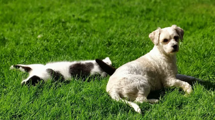 Sore Paws Veterinary Clinic Winlaton Picture 6