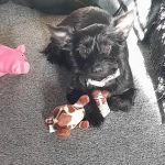 Vets4Pets - Gateshead