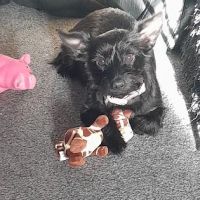 Vets4Pets - Gateshead ico