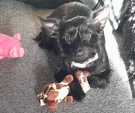 Vets4Pets - Gateshead