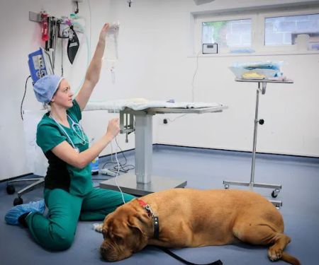 Westway Veterinary Group, Whickham