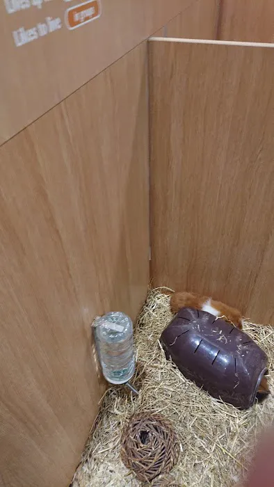 Pets at Home Gateshead Picture 5