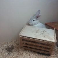 Pets at Home Gateshead ico