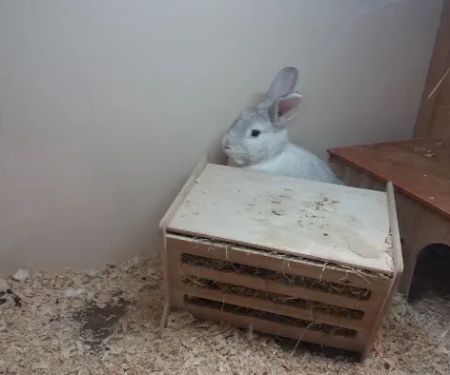 Pets at Home Gateshead