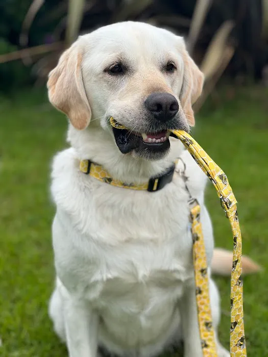 The Eco Dog Design Company Picture 3